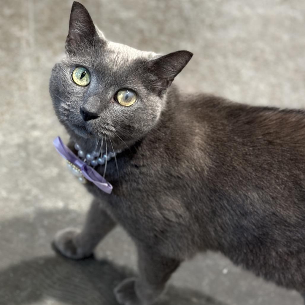 Enlarge Skittles, a Adoptable Domestic Short Hair in Matteson, IL image 5/6