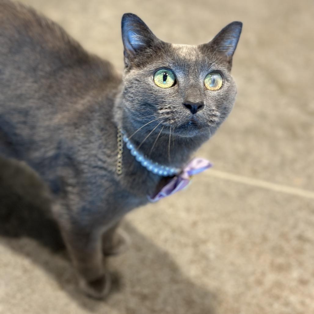 Skittles, a Adoptable Domestic Short Hair in Matteson, IL image 5/6