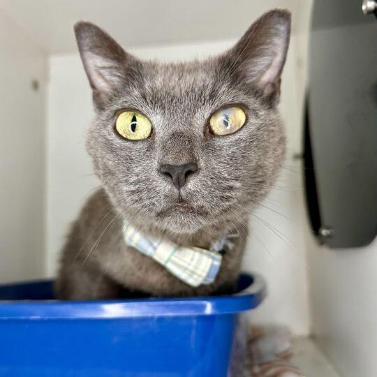 Skittles, a Adoptable Domestic Short Hair in Matteson, IL image 6/6