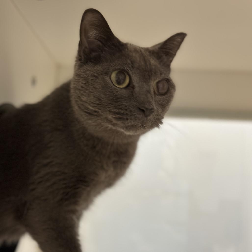 Enlarge Skittles, a Adoptable Domestic Short Hair in Matteson, IL image 6/6