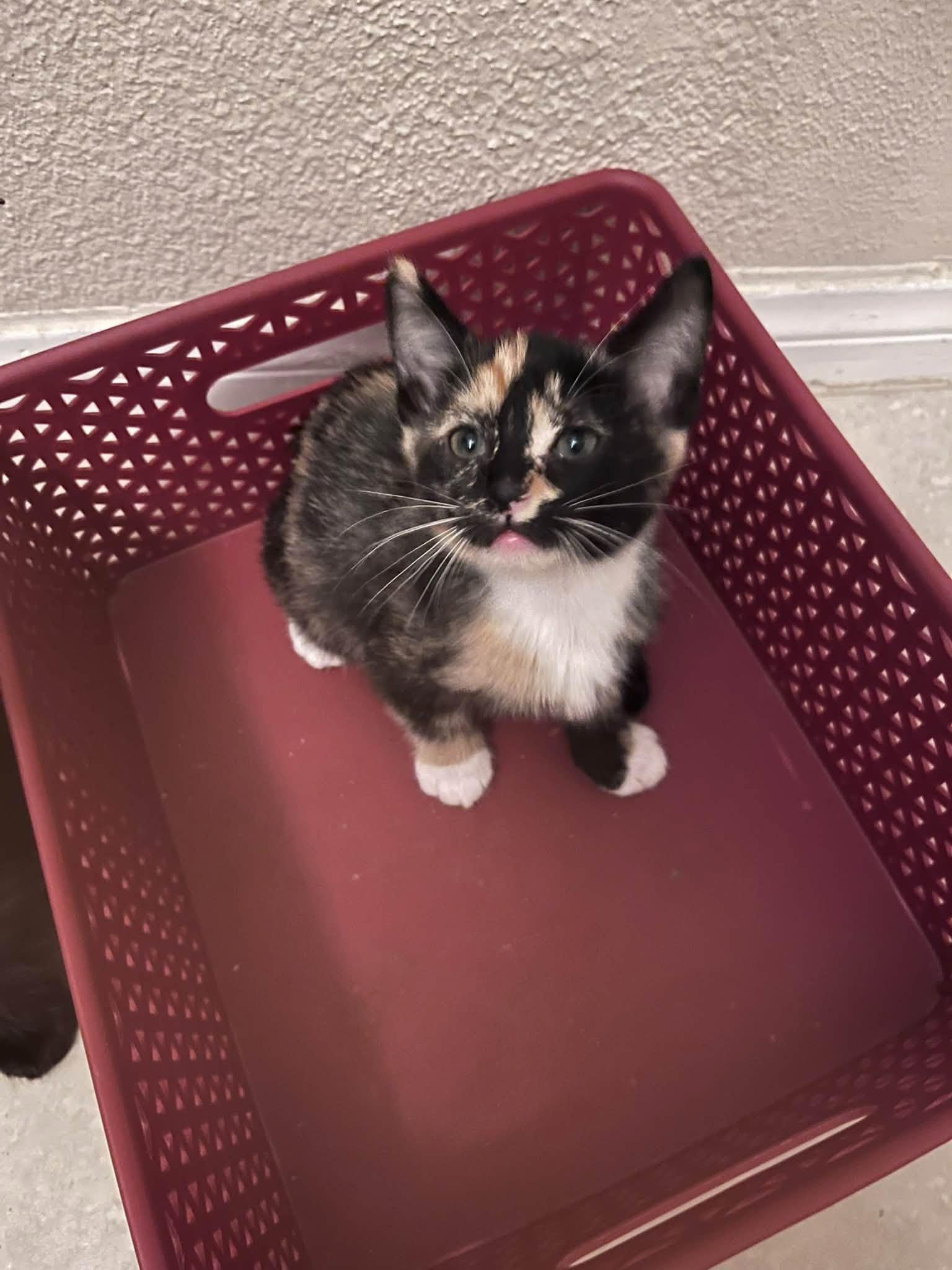 Enlarge Sassy, a Adoptable mixed breed in Tehachapi, CA image 2/3