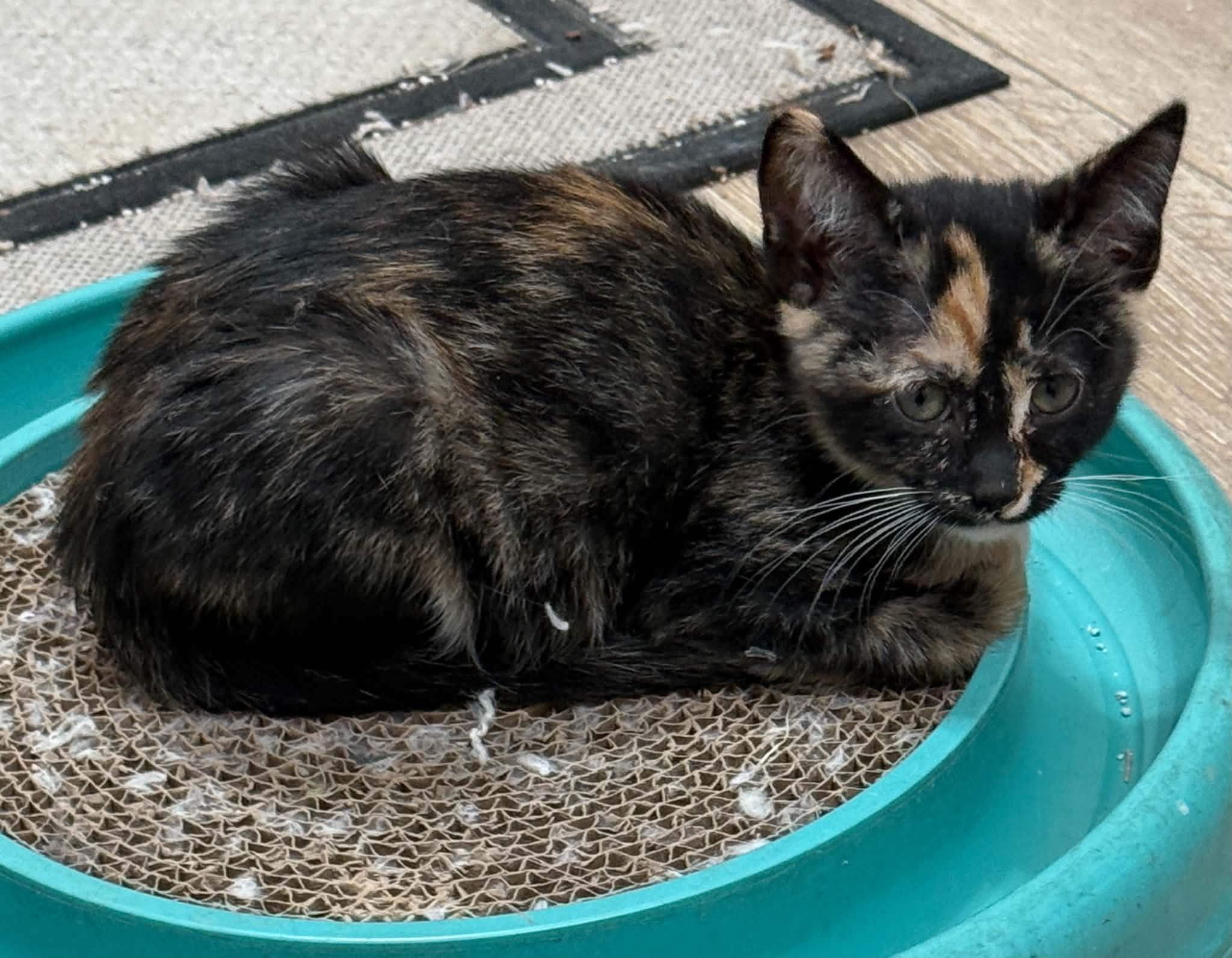 Sassy, Adoptable, Kitten Female Calico & Domestic Short Hair.