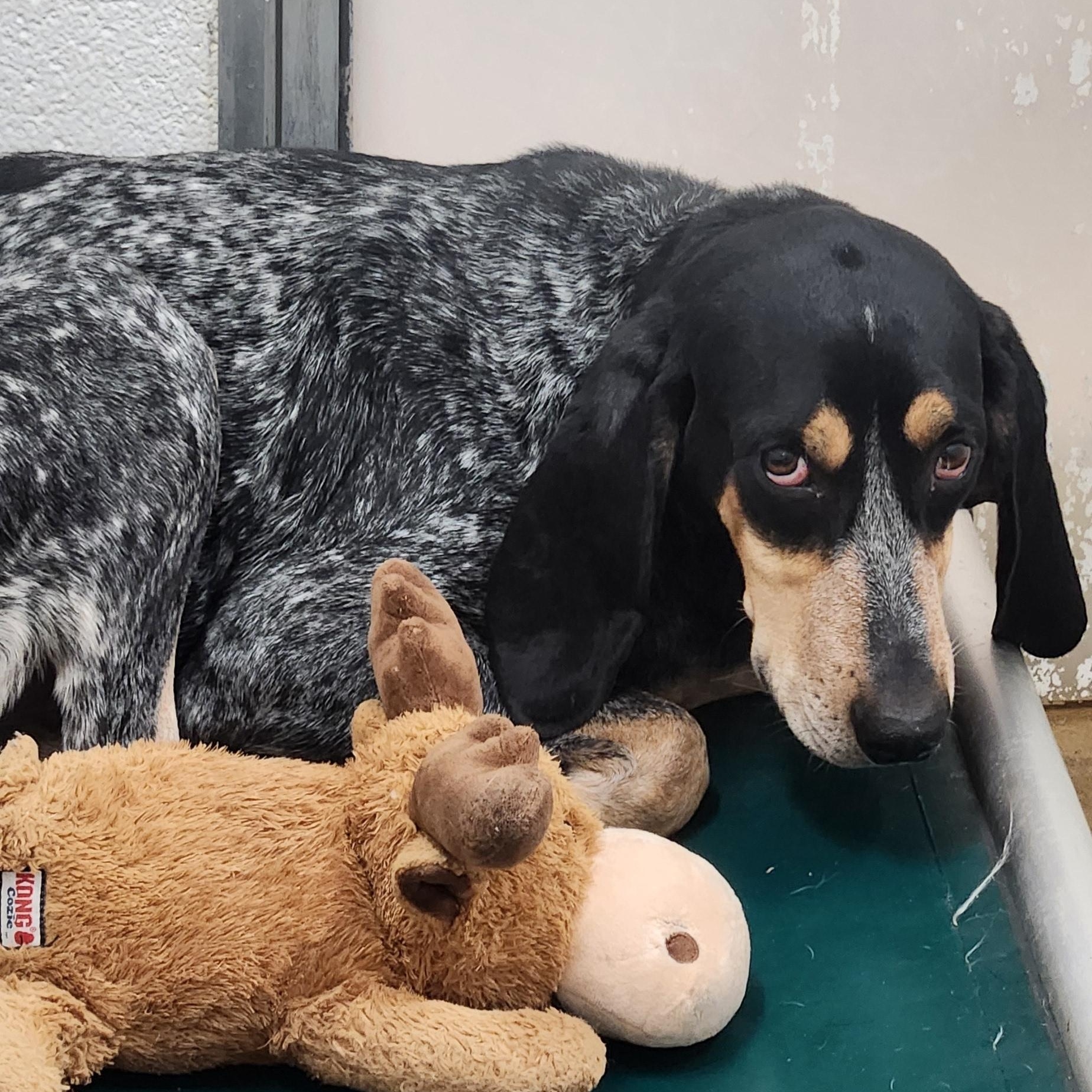 Enlarge Cletus, a Adoptable Bluetick Coonhound in Stanley, VA image 1/1