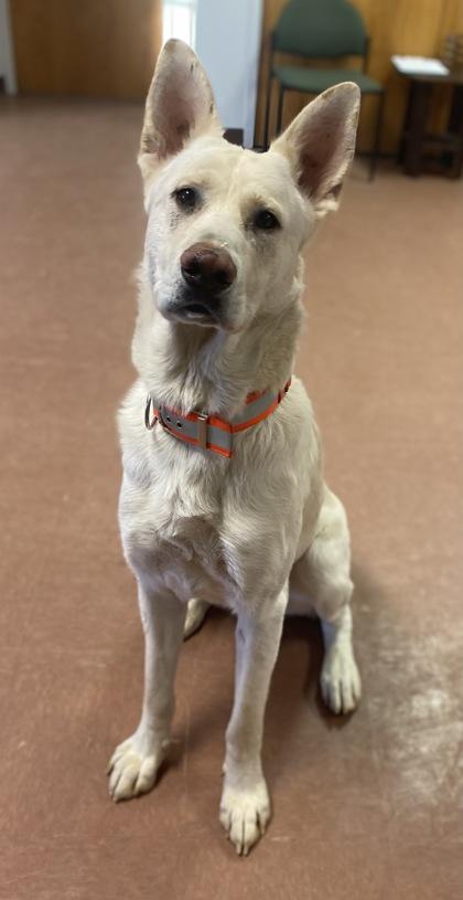 Roku, an adoptable mixed breed in Rapid City, SD image 3/3