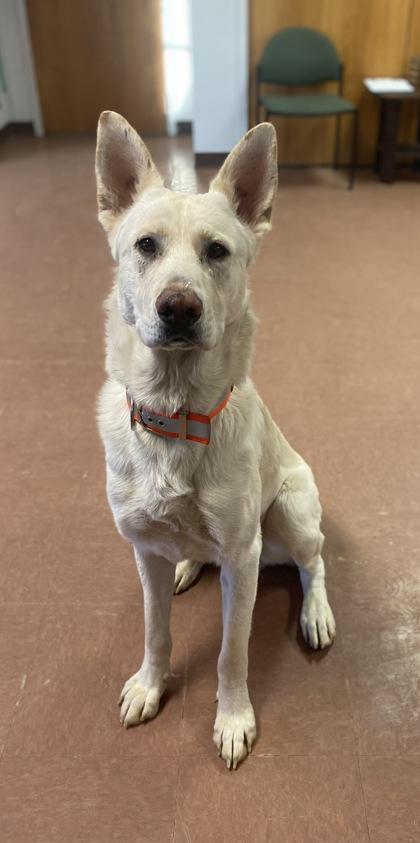 Roku, an adoptable mixed breed in Rapid City, SD image 2/3