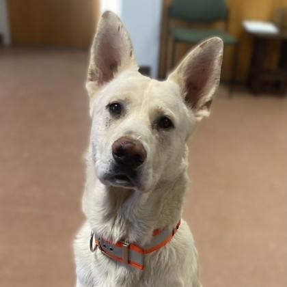Roku, an adoptable mixed breed in Rapid City, SD image 1/3