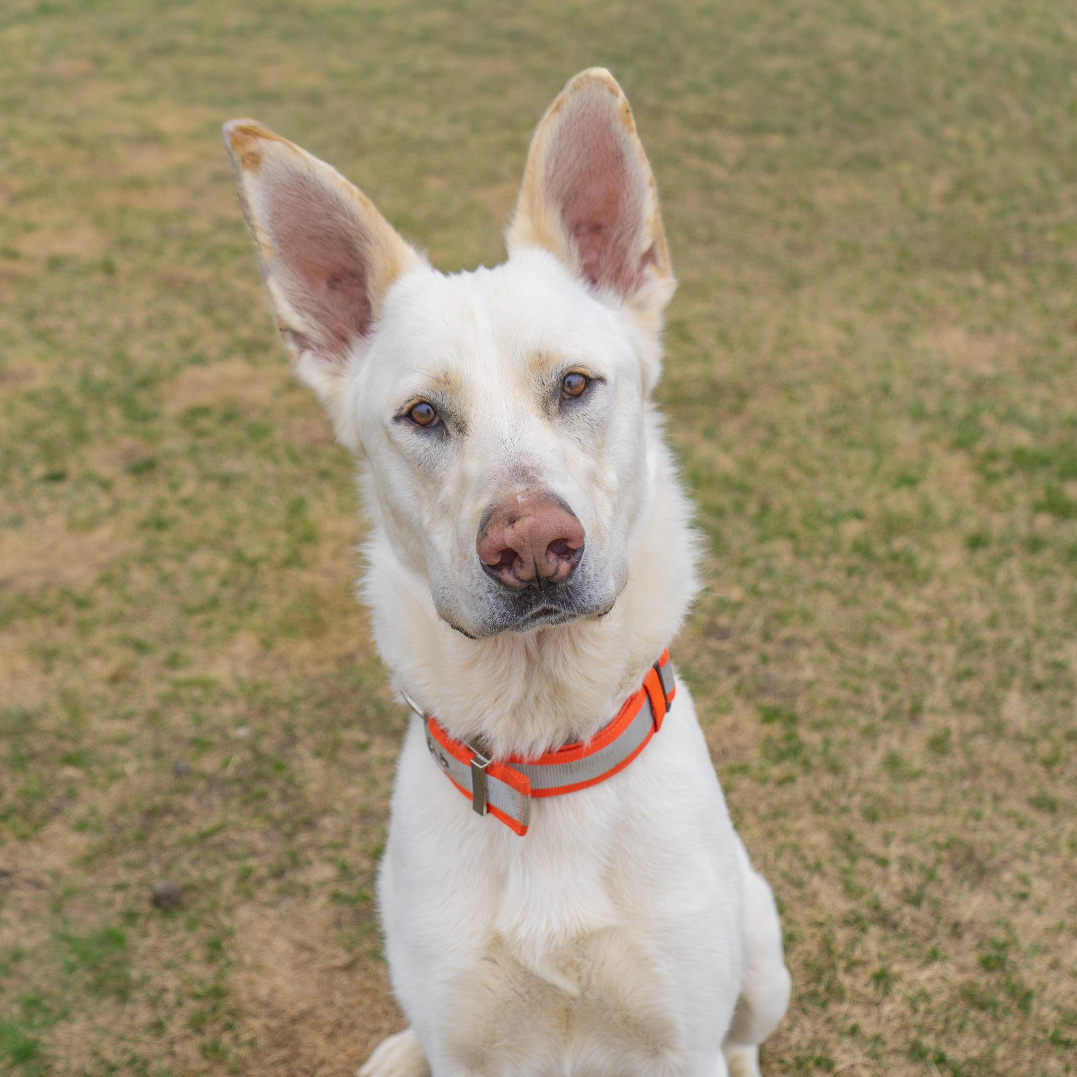 Roku, adoptable, Adult Male White German Shepherd.