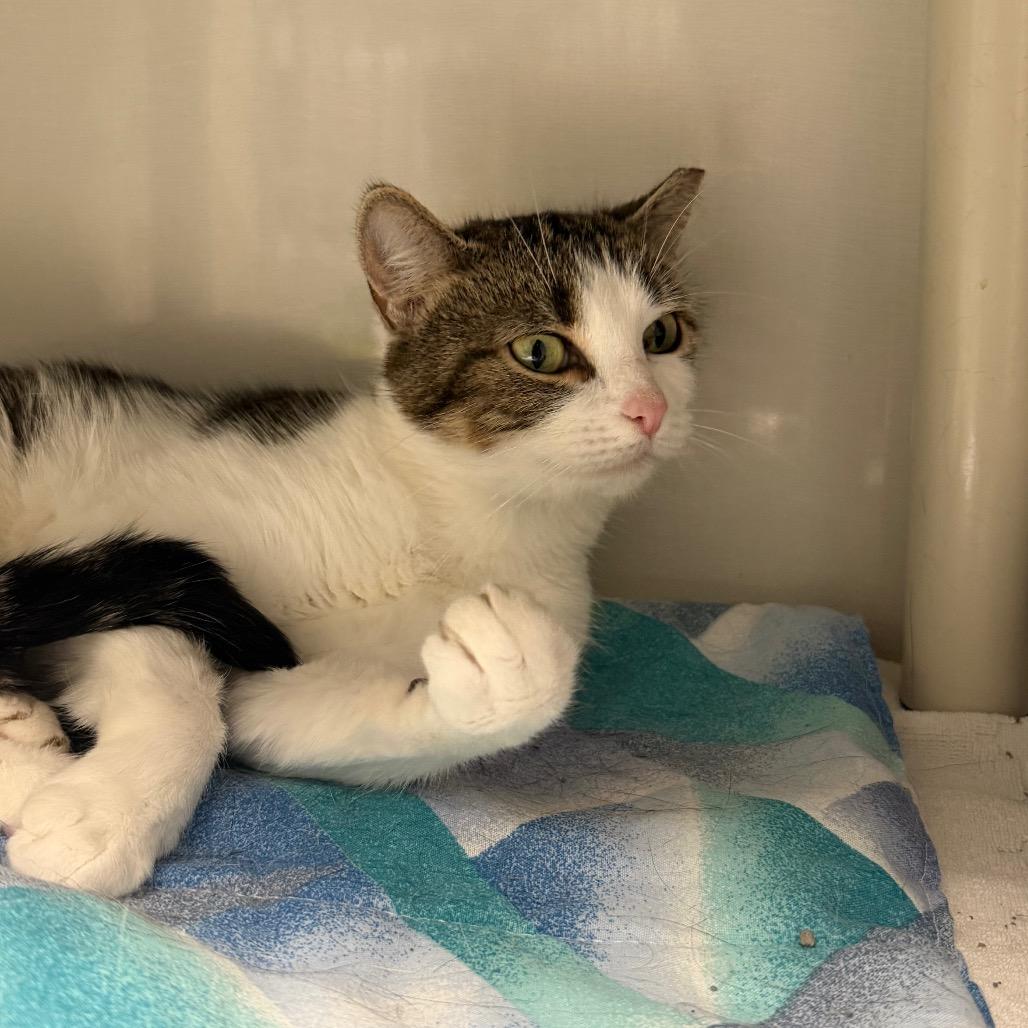 Begonia, Adoptable, Adult Female Domestic Short Hair.