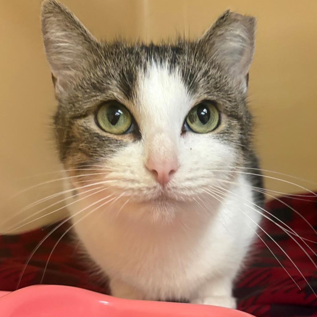 Enlarge Begonia, a Adoptable Domestic Short Hair in East Hanover, NJ image 2/3