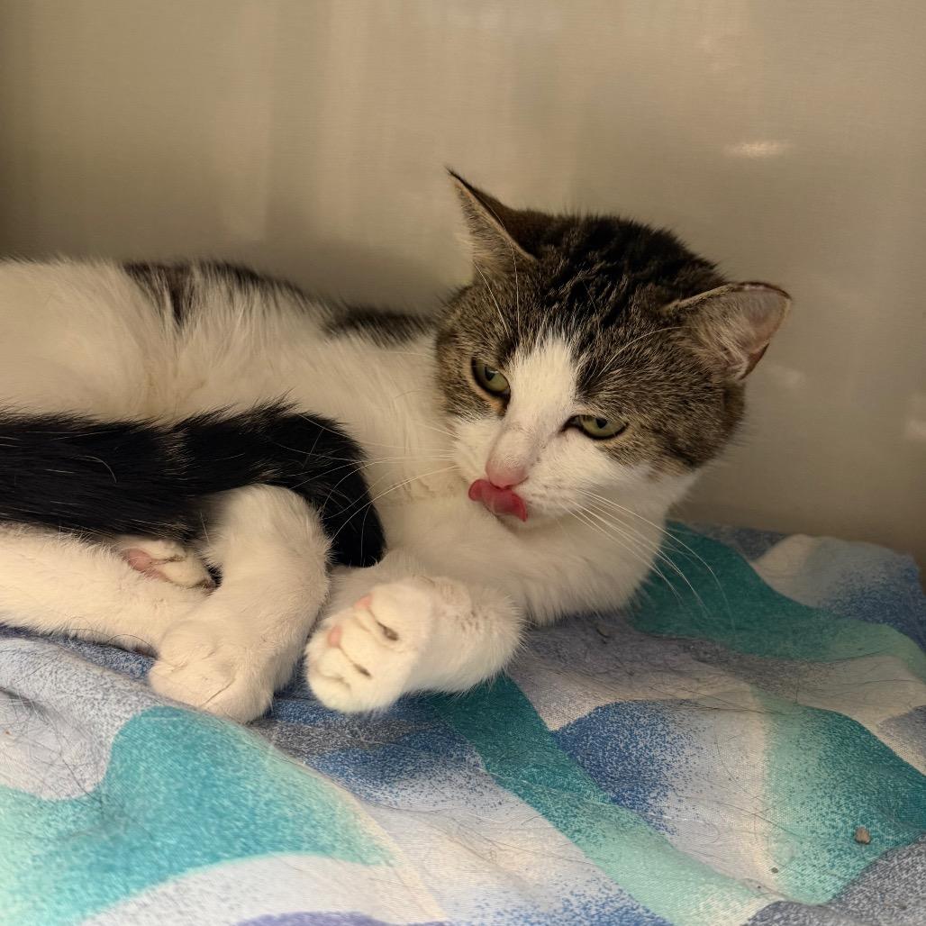 Enlarge Begonia, a Adoptable Domestic Short Hair in East Hanover, NJ image 3/3