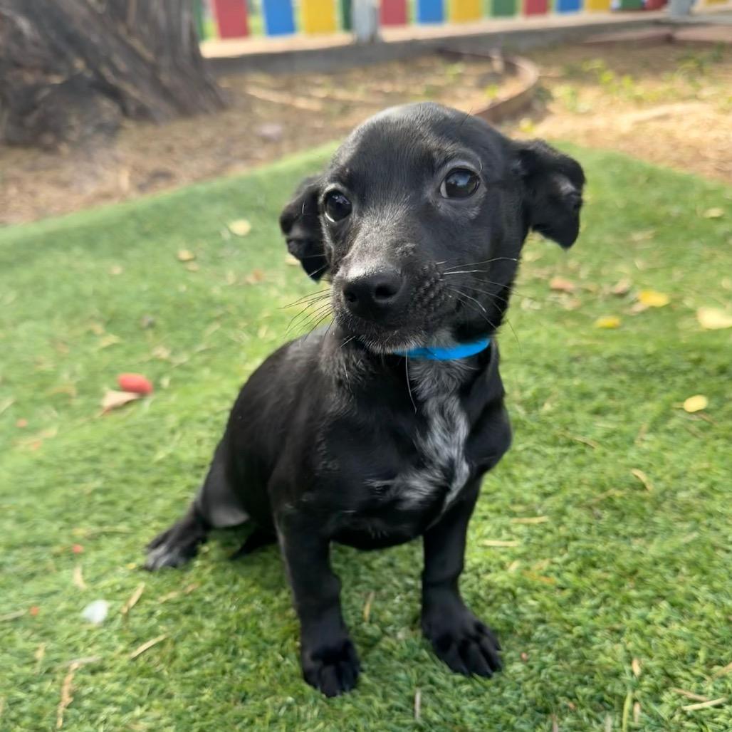 Dizzela, Adoptable, Puppy Female Chihuahua.
