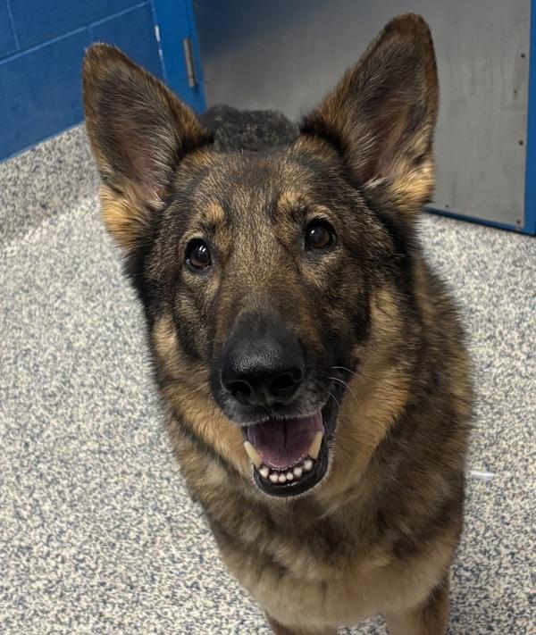 Sammy, Adoptable, Senior Male German Shepherd Dog.