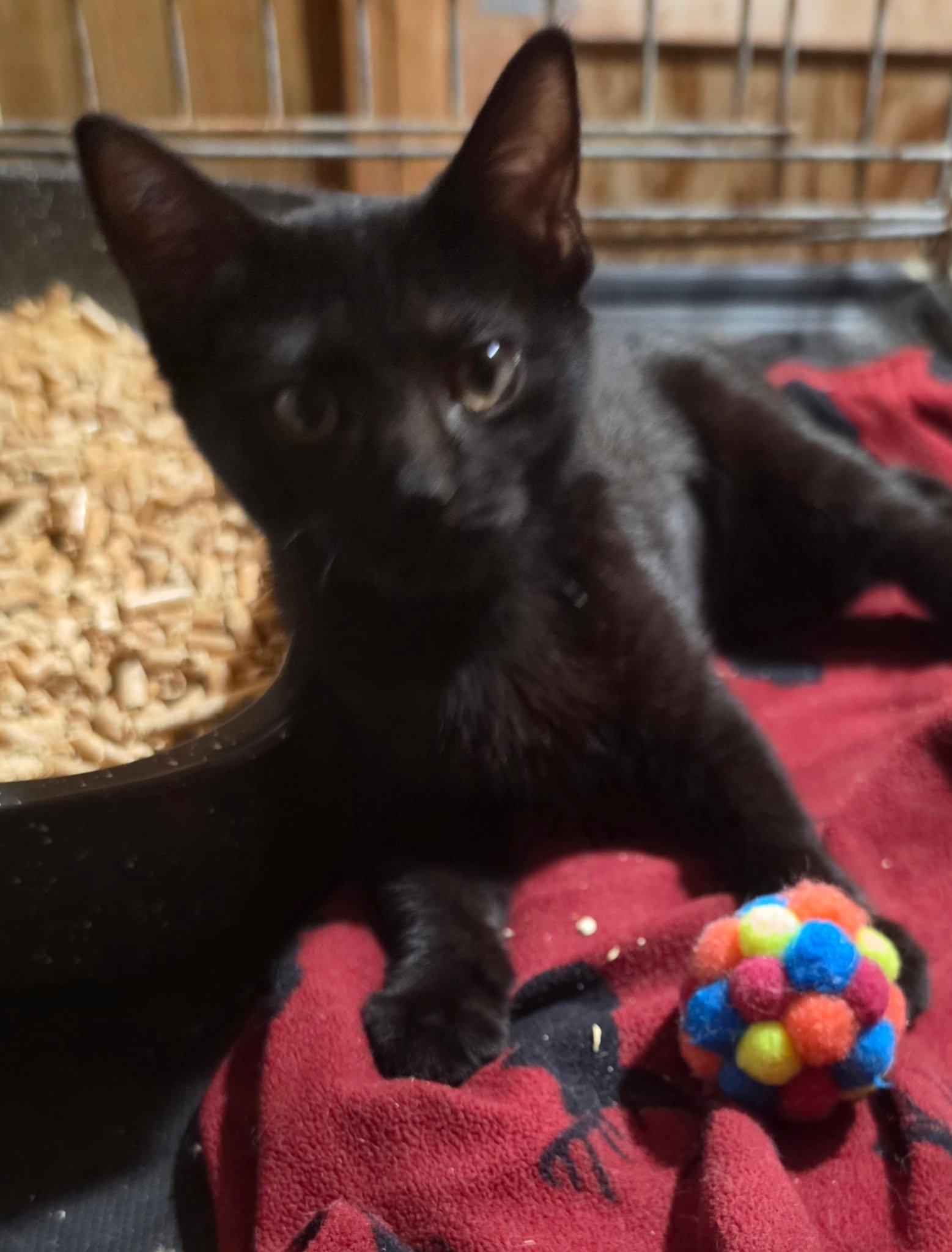 Enlarge August, a Adoptable Domestic Short Hair in Versailles, KY image 1/2