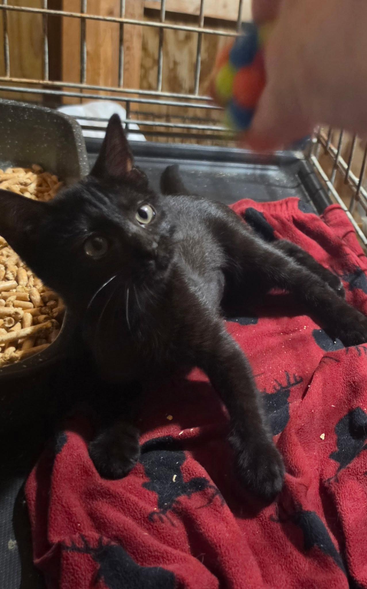 Enlarge August, a Adoptable Domestic Short Hair in Versailles, KY image 2/2