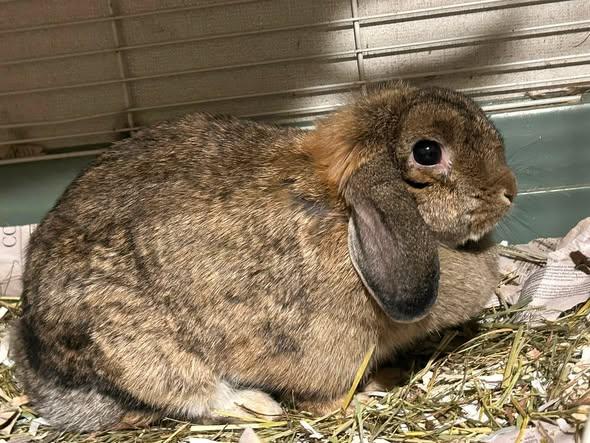 Enlarge Bertha Ann, a Adoptable mixed breed in Paradis, LA image 2/4