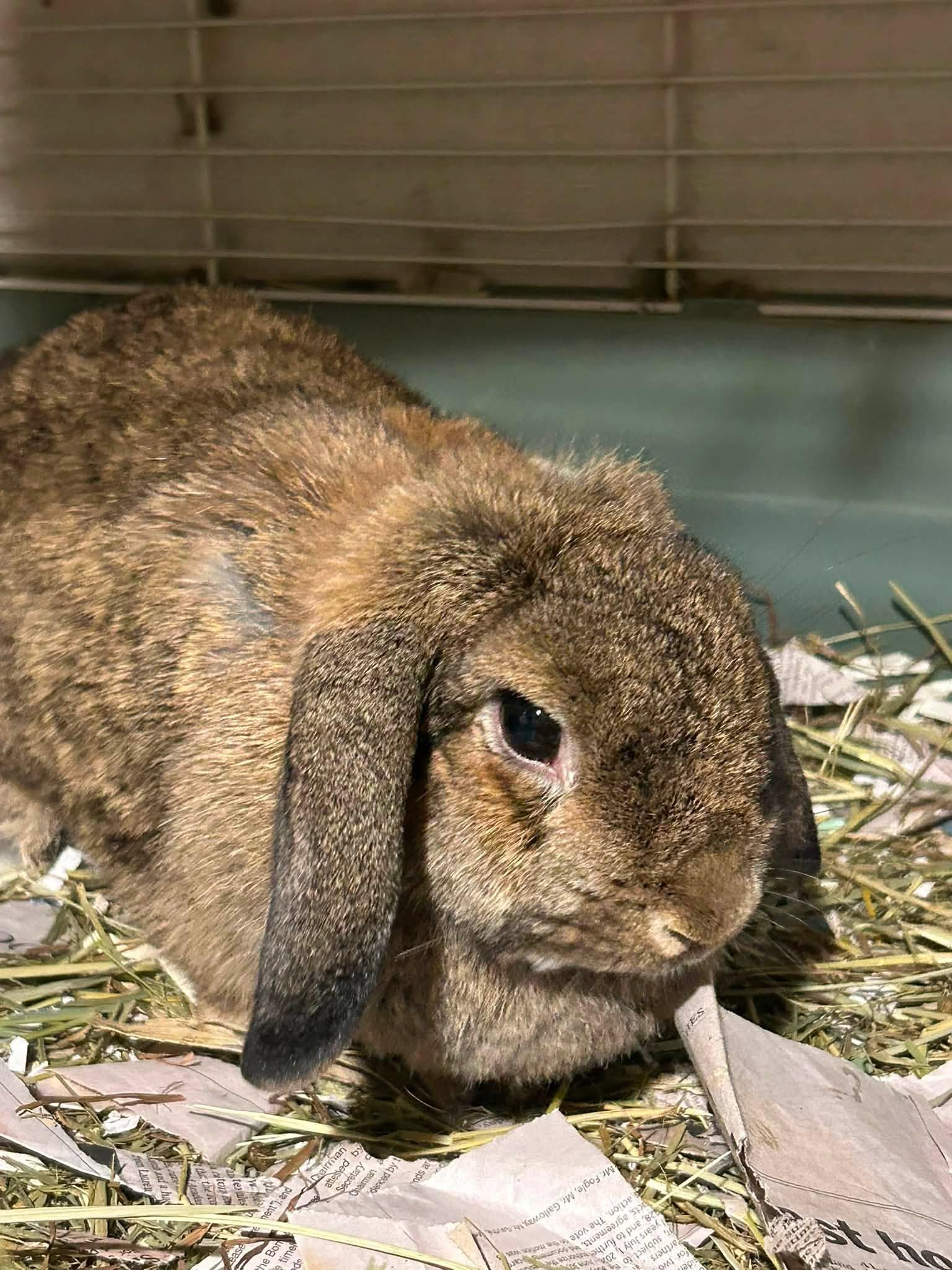 Bertha Ann, Adoptable, Adult Female Holland Lop.