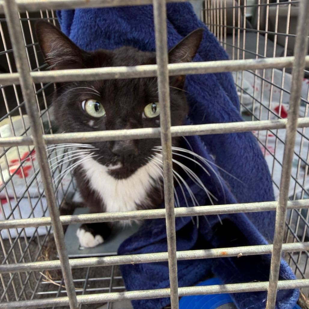 Enlarge Oreo, a Adoptable Domestic Short Hair in Coos Bay, OR image 2/2