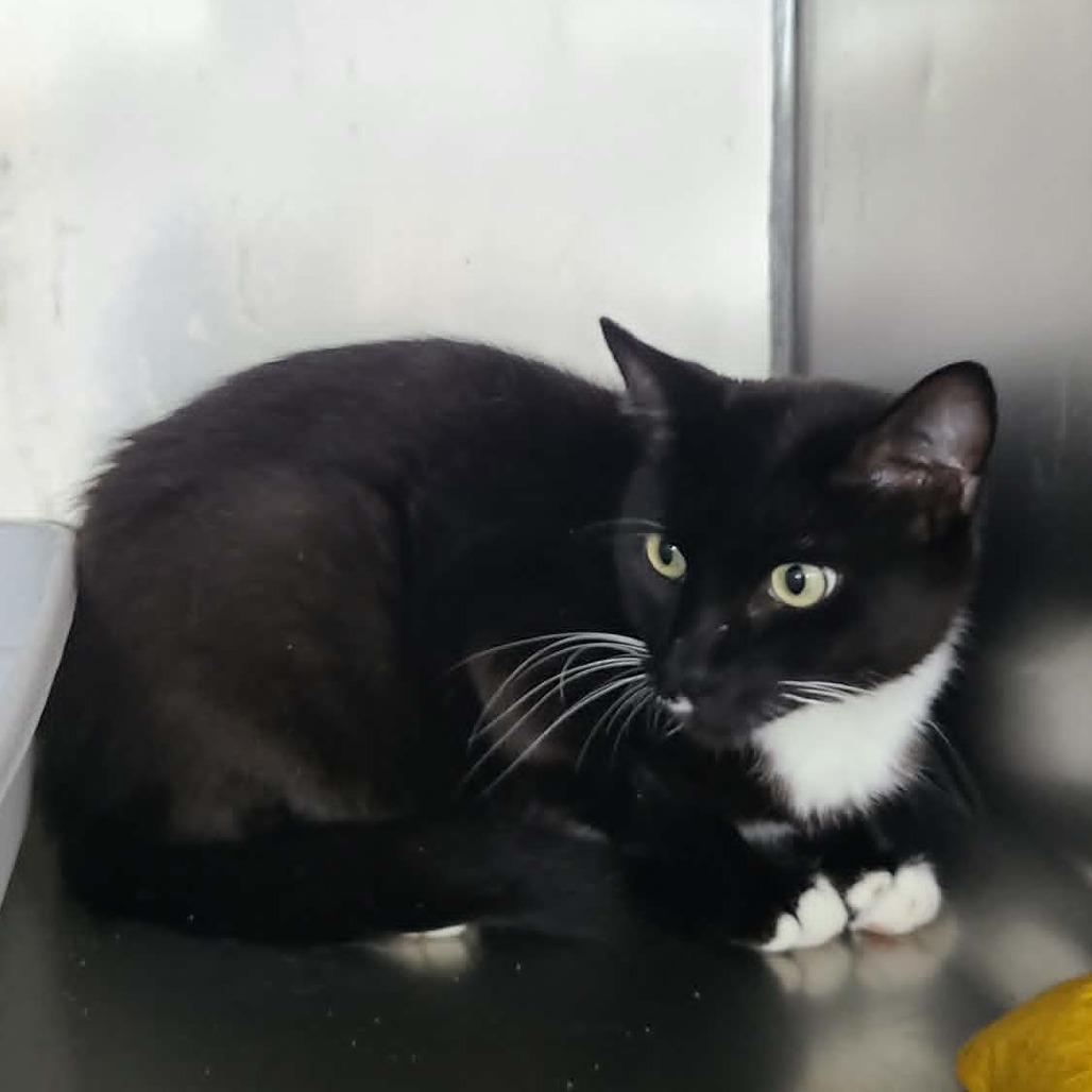 Oreo, Adoptable, Senior Female Domestic Short Hair.