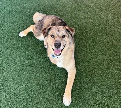 Whiskey, Adoptable, Adult Male Mixed Breed & Mixed Breed.