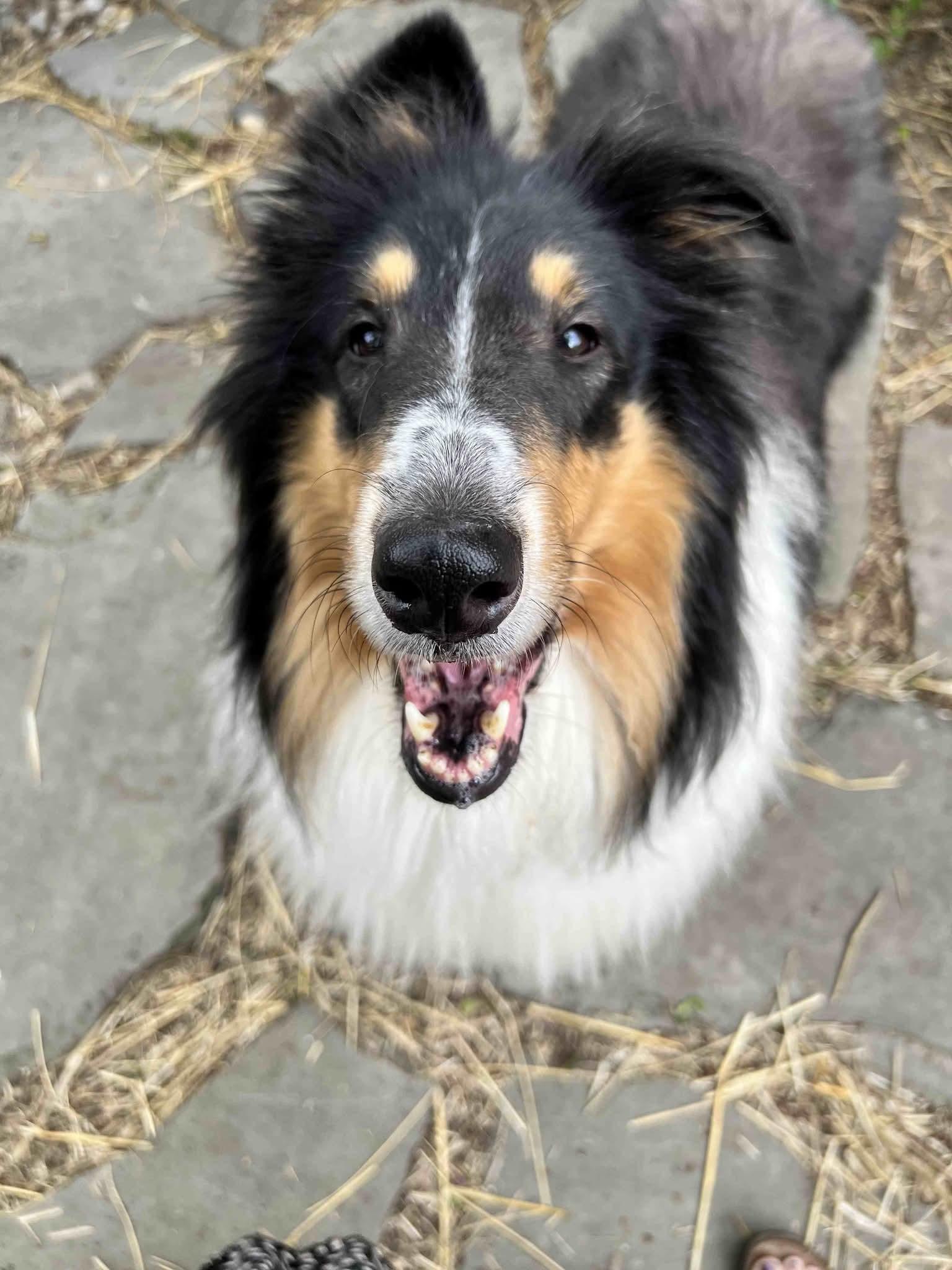 Enlarge Chance, an adopted Rough Collie in Lisle, IL image 3/4
