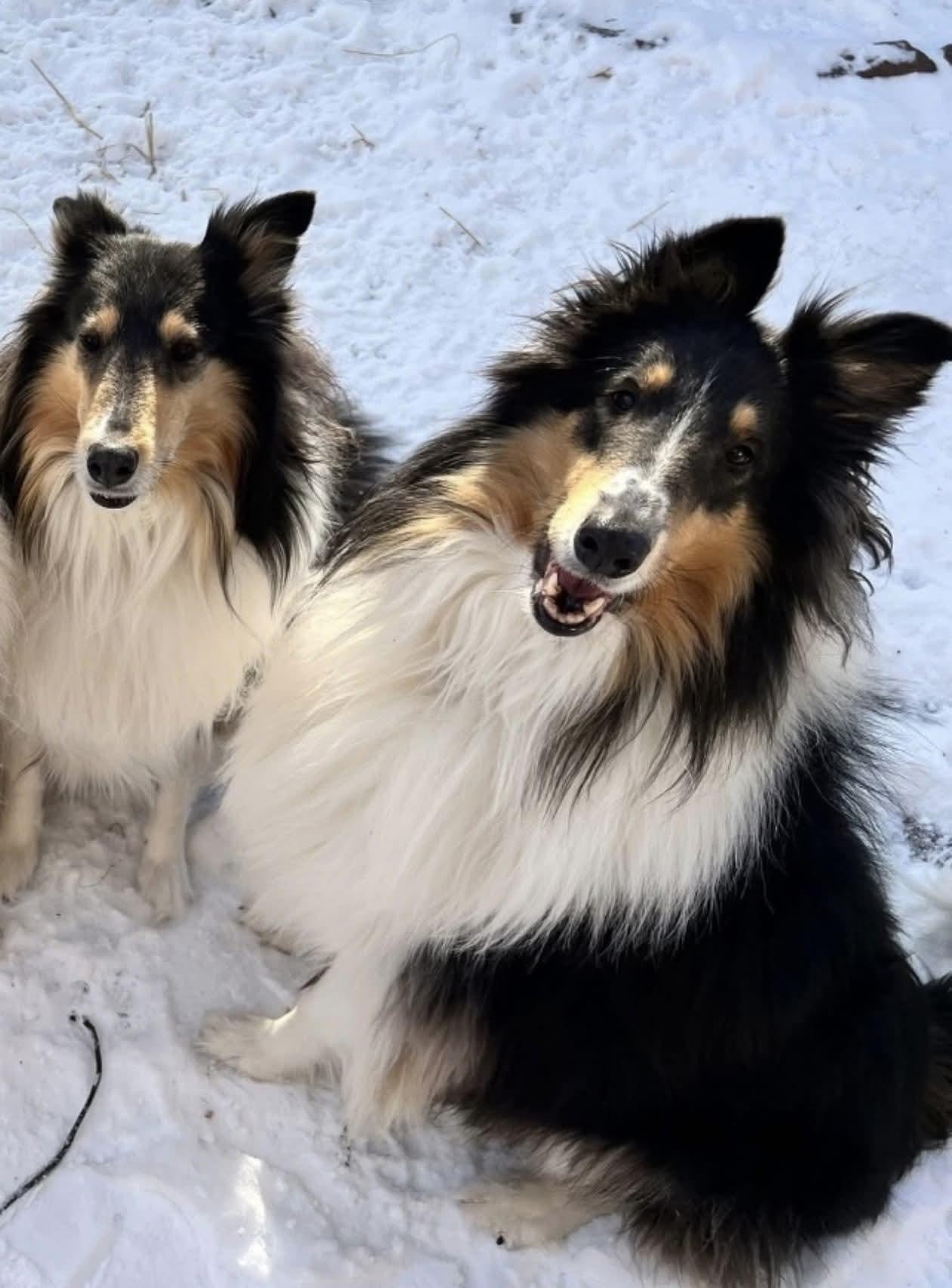 Enlarge Chance, an adopted Rough Collie in Lisle, IL image 2/4
