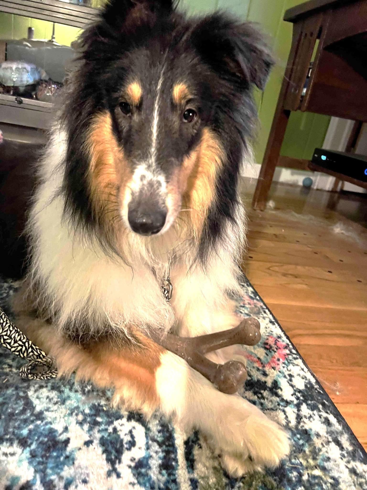 Chance, adopted, Young Male Rough Collie.