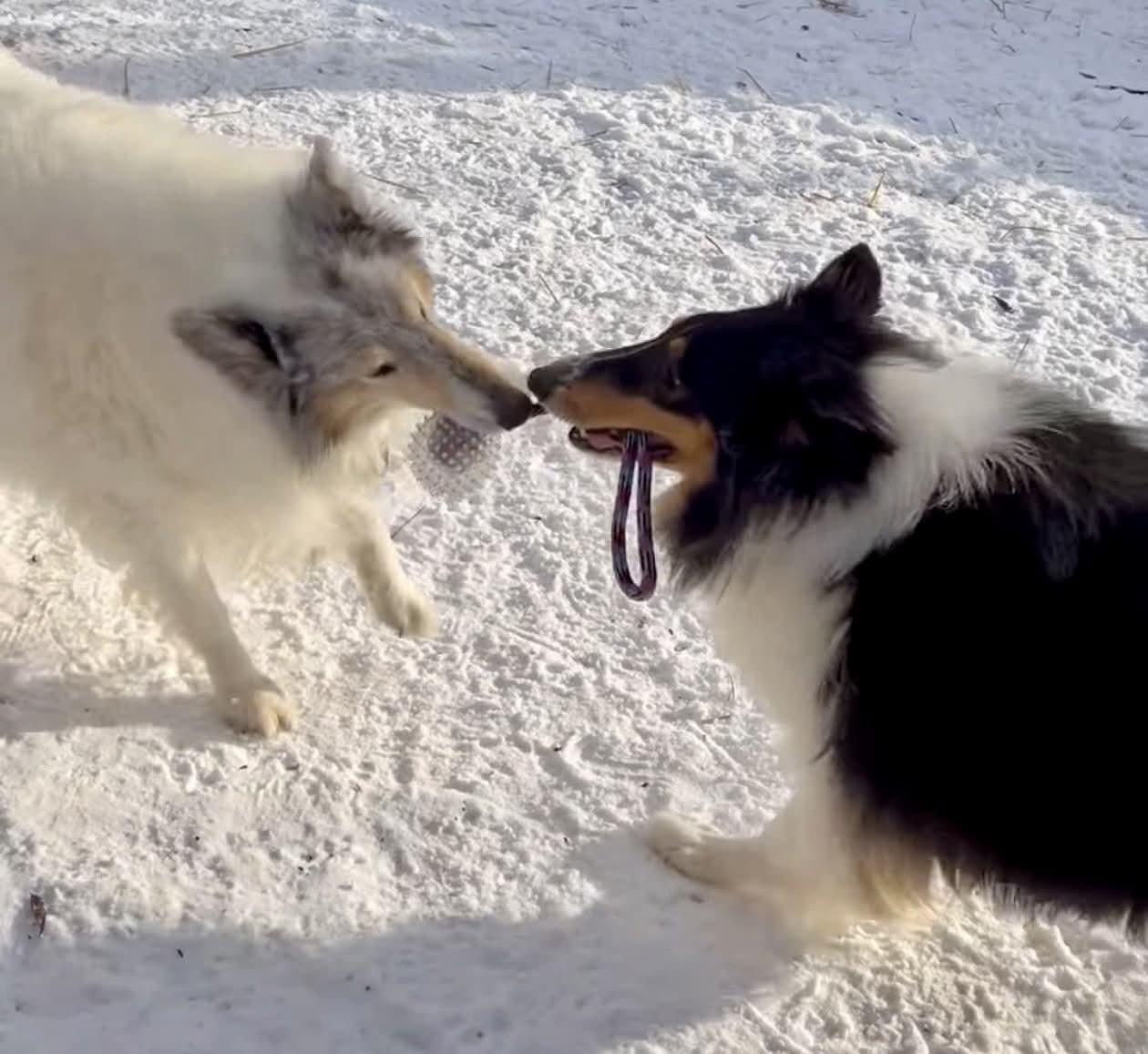 Enlarge Chance, an adopted Rough Collie in Lisle, IL image 4/4