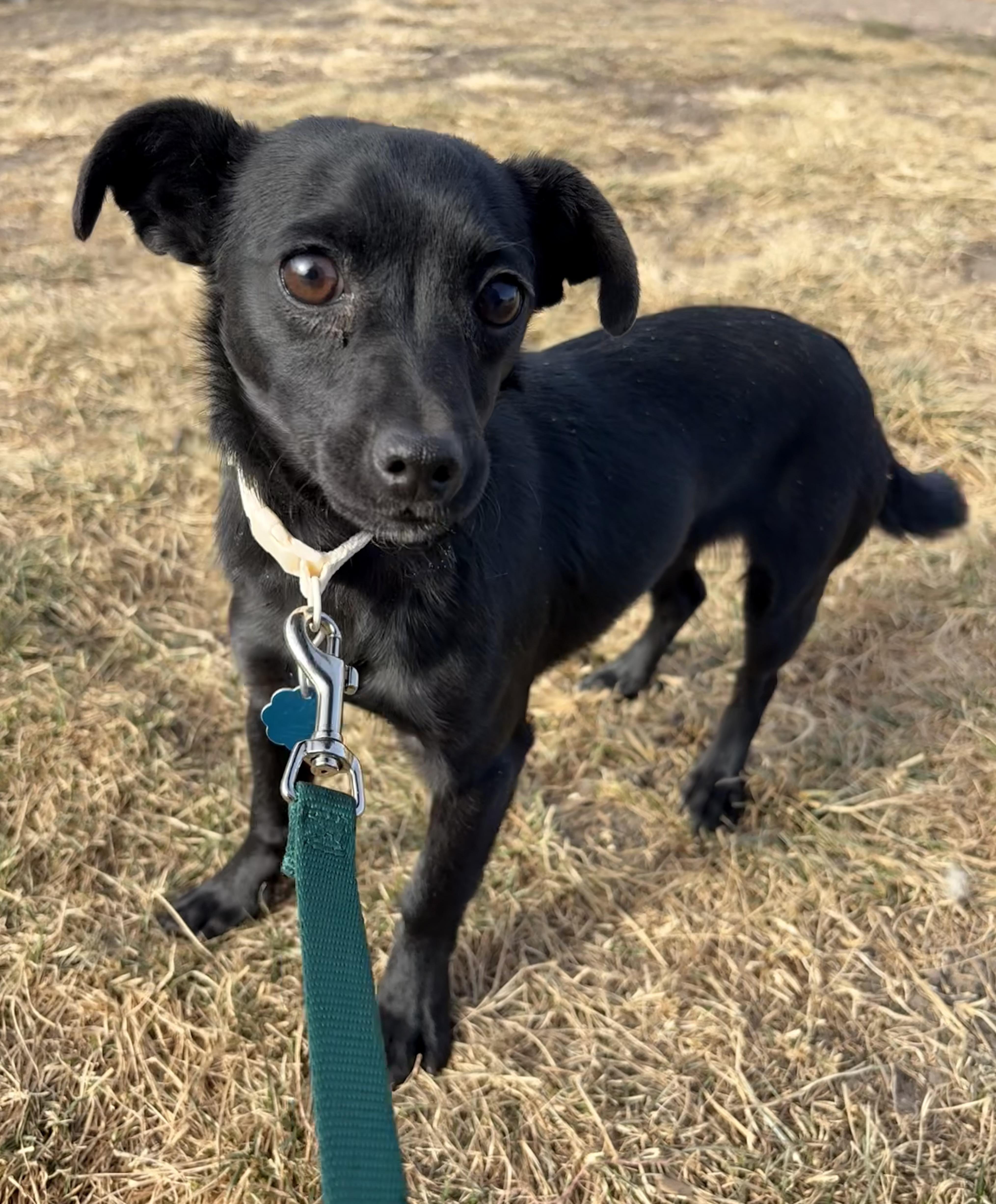 Enlarge Char, a ADOPTABLE Chihuahua in Grant, NE image 1/3