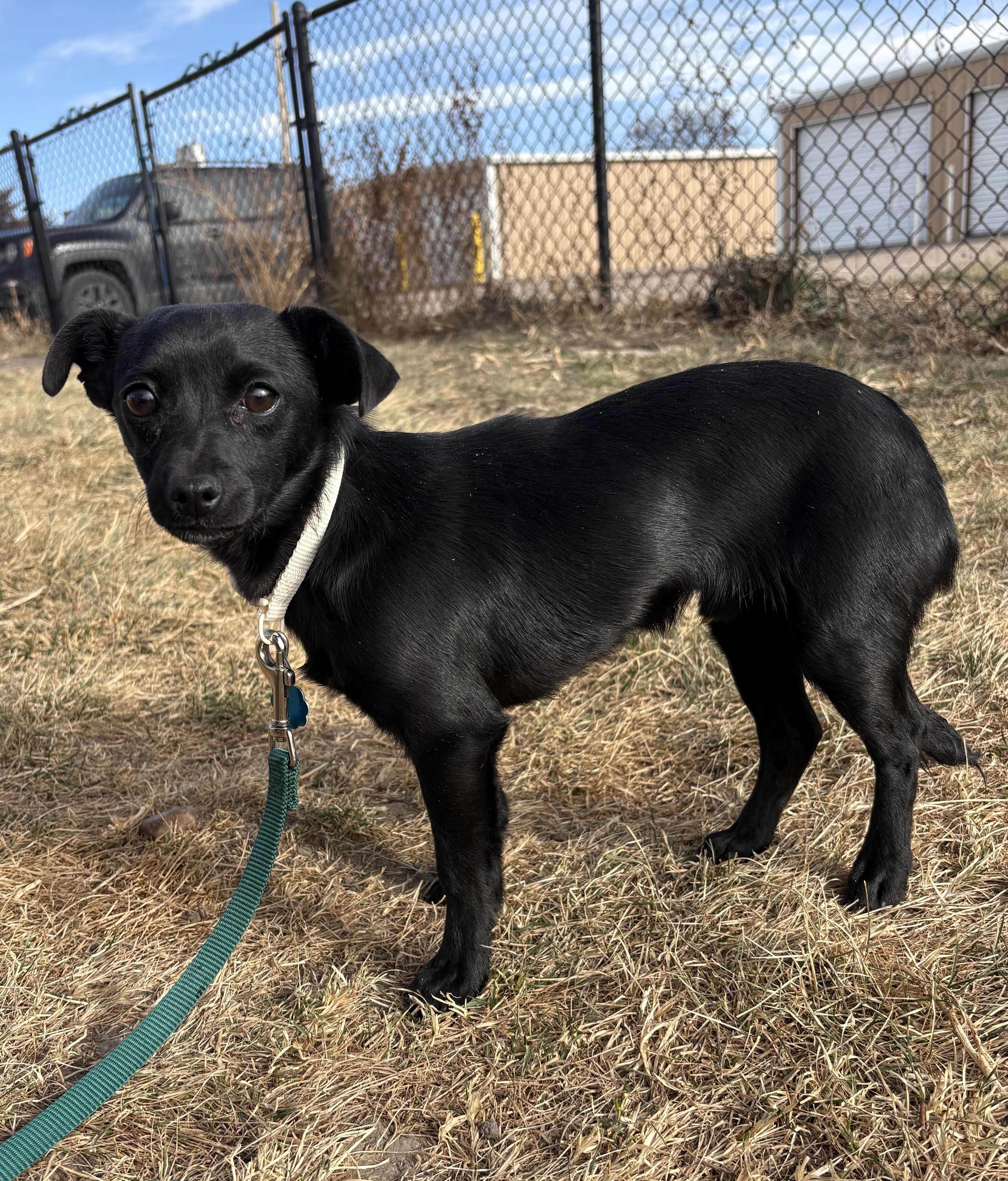 Enlarge Char, a ADOPTABLE Chihuahua in Grant, NE image 2/3