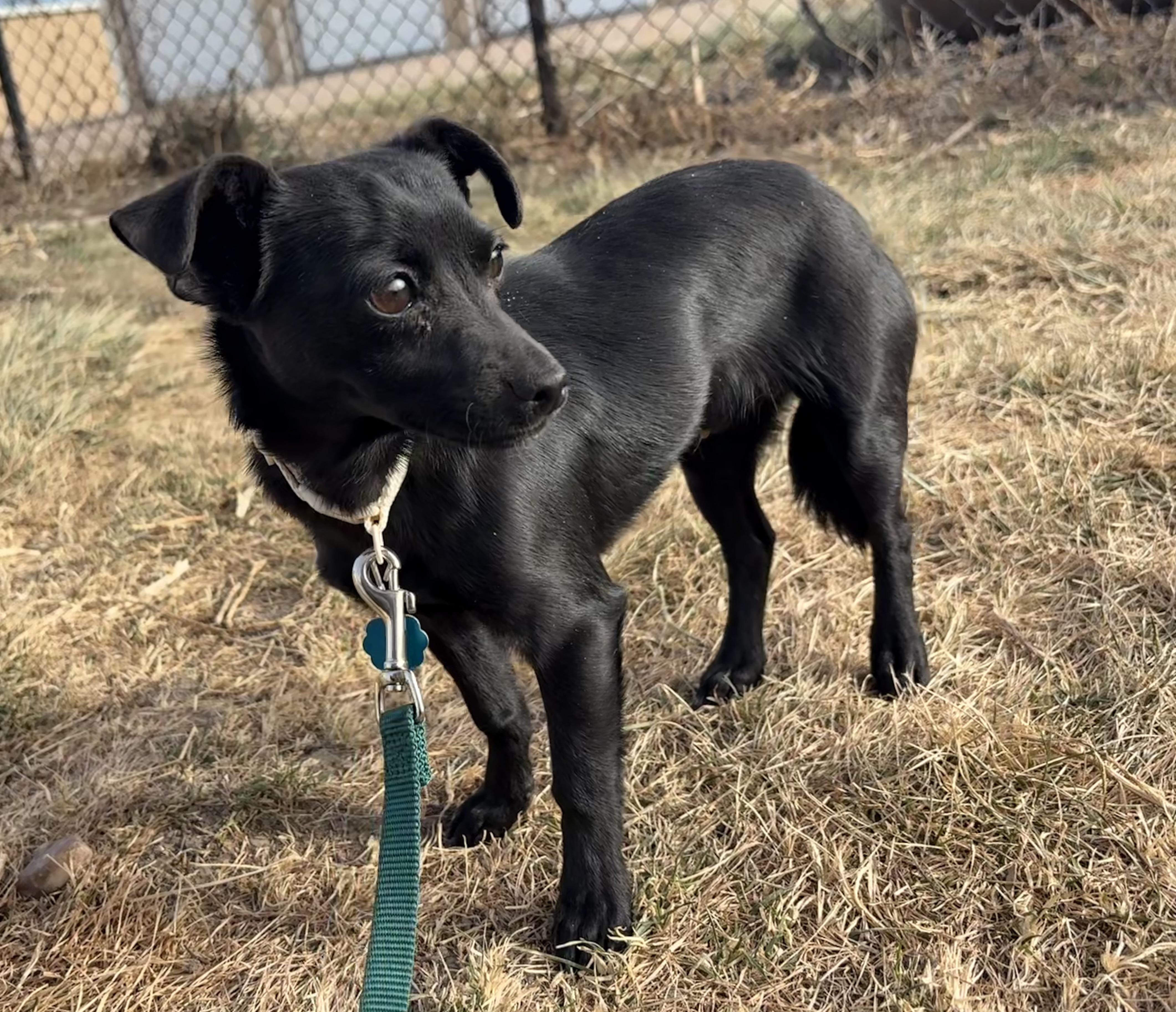 Enlarge Char, a ADOPTABLE Chihuahua in Grant, NE image 3/3
