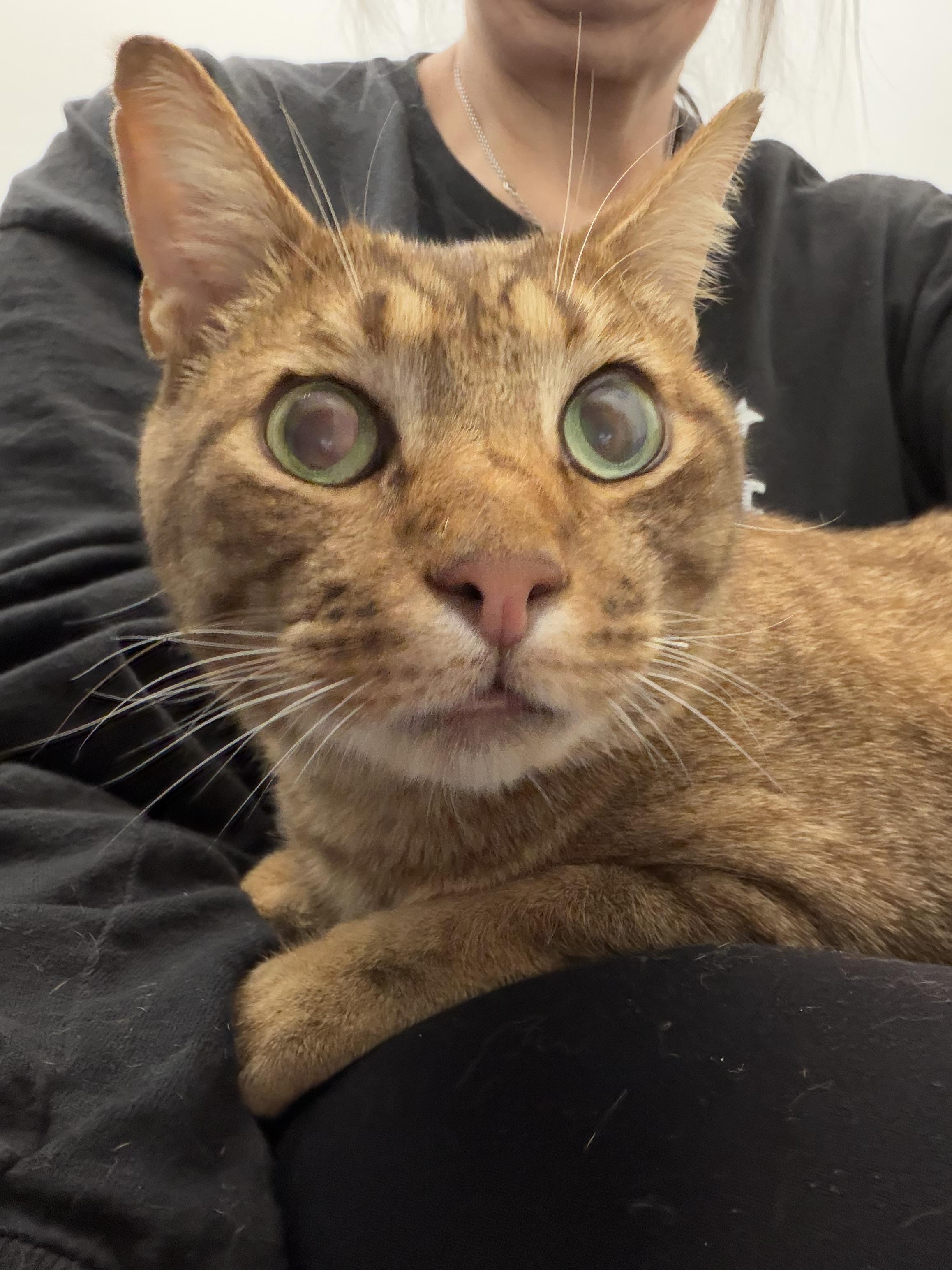 Roger, ADOPTABLE, Adult Male Ocicat & Domestic Short Hair.