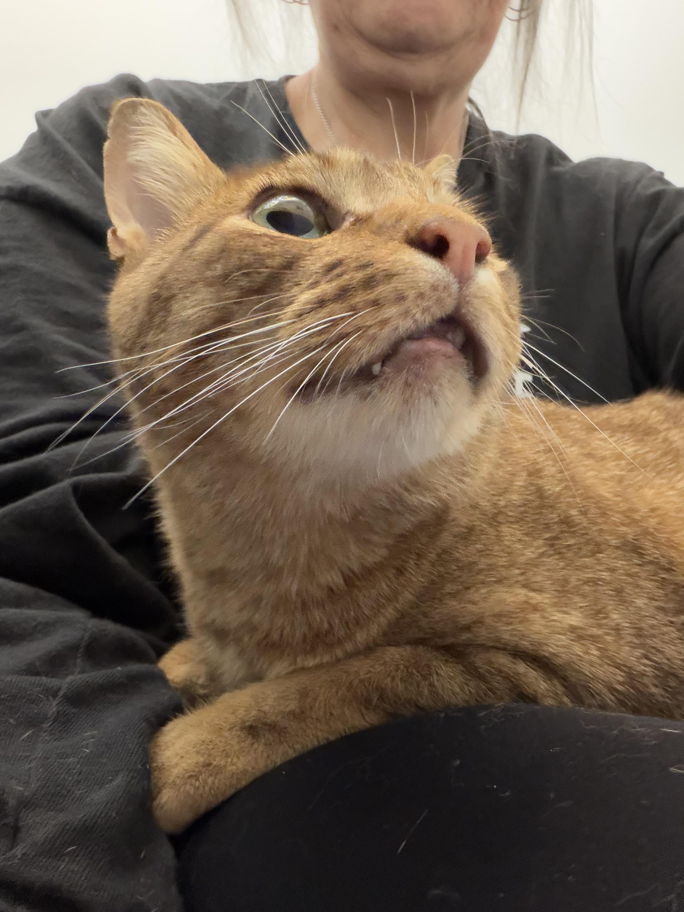 Enlarge Roger, a ADOPTABLE mixed breed in Roslyn Heights, NY image 2/2