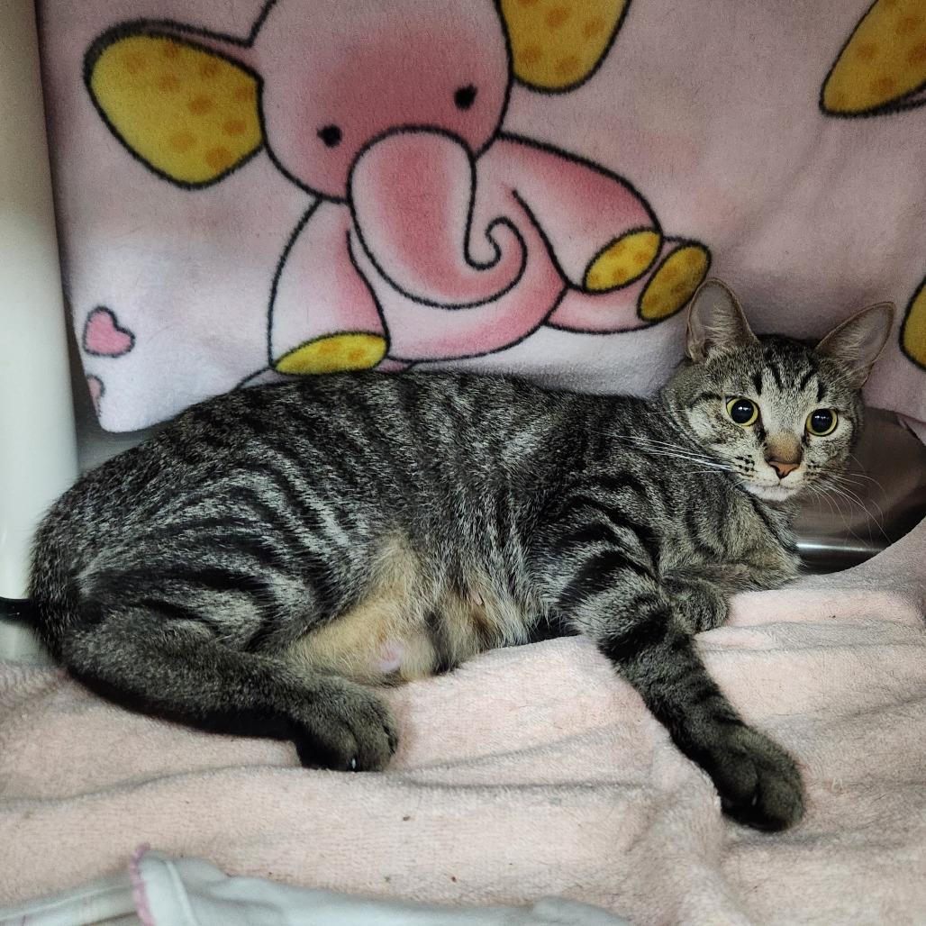 Enlarge Tiny, a Adoptable Domestic Short Hair in Grand Rapids, MI image 2/2