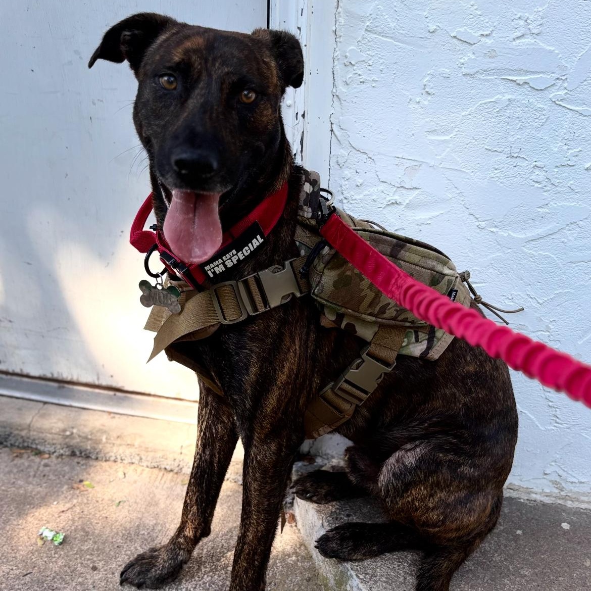 MOE, a ADOPTABLE mixed breed in Hamilton, NJ image 3/5
