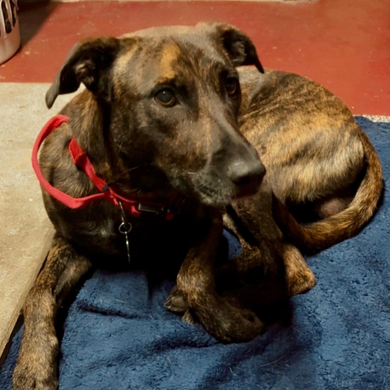 MOE, a ADOPTABLE mixed breed in Hamilton, NJ image 4/5