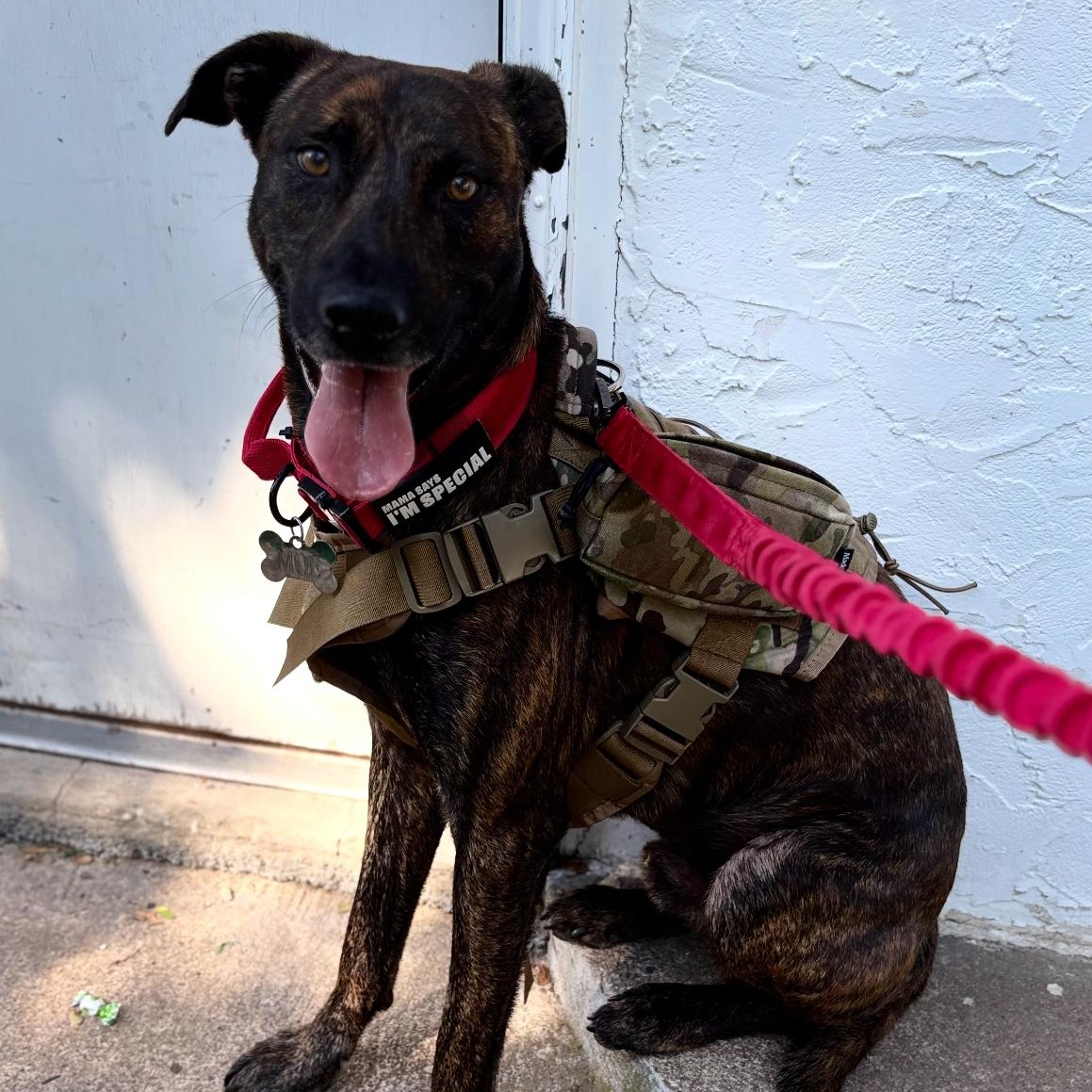 MOE, ADOPTABLE, Young Male Mountain Cur & Plott Hound.
