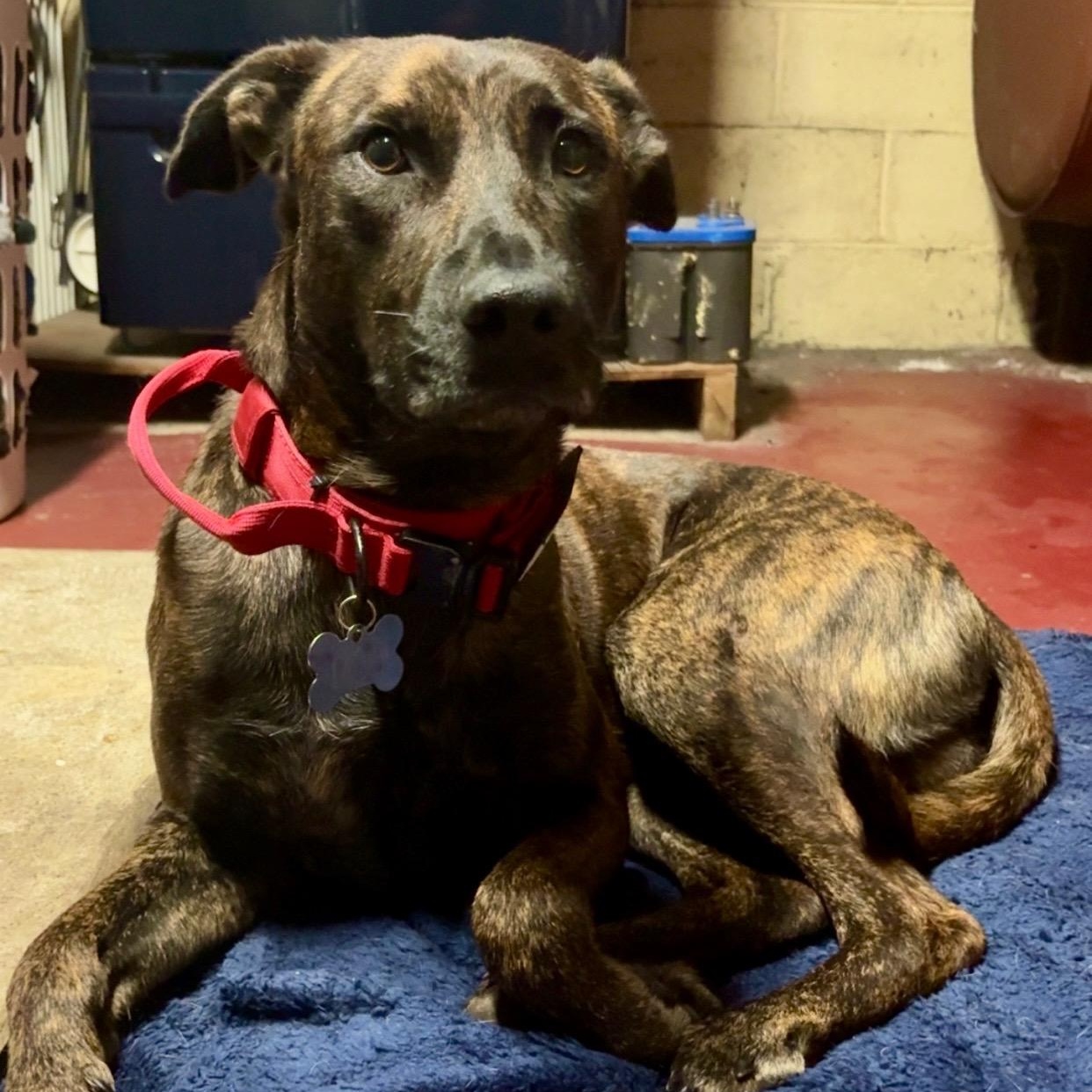 MOE, a ADOPTABLE mixed breed in Hamilton, NJ image 5/5