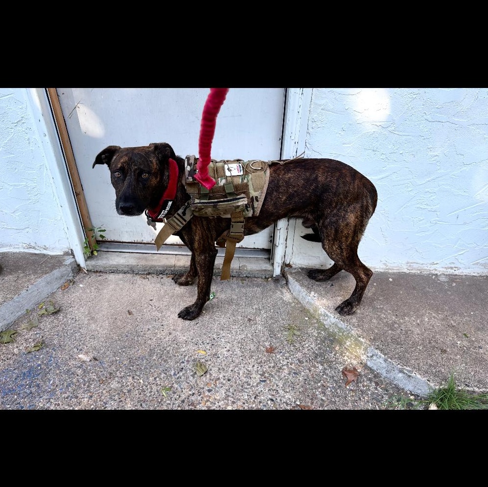 MOE, a ADOPTABLE mixed breed in Hamilton, NJ image 2/5