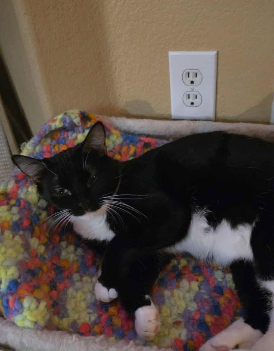 Onyx, Adoptable, Young Female Domestic Short Hair.