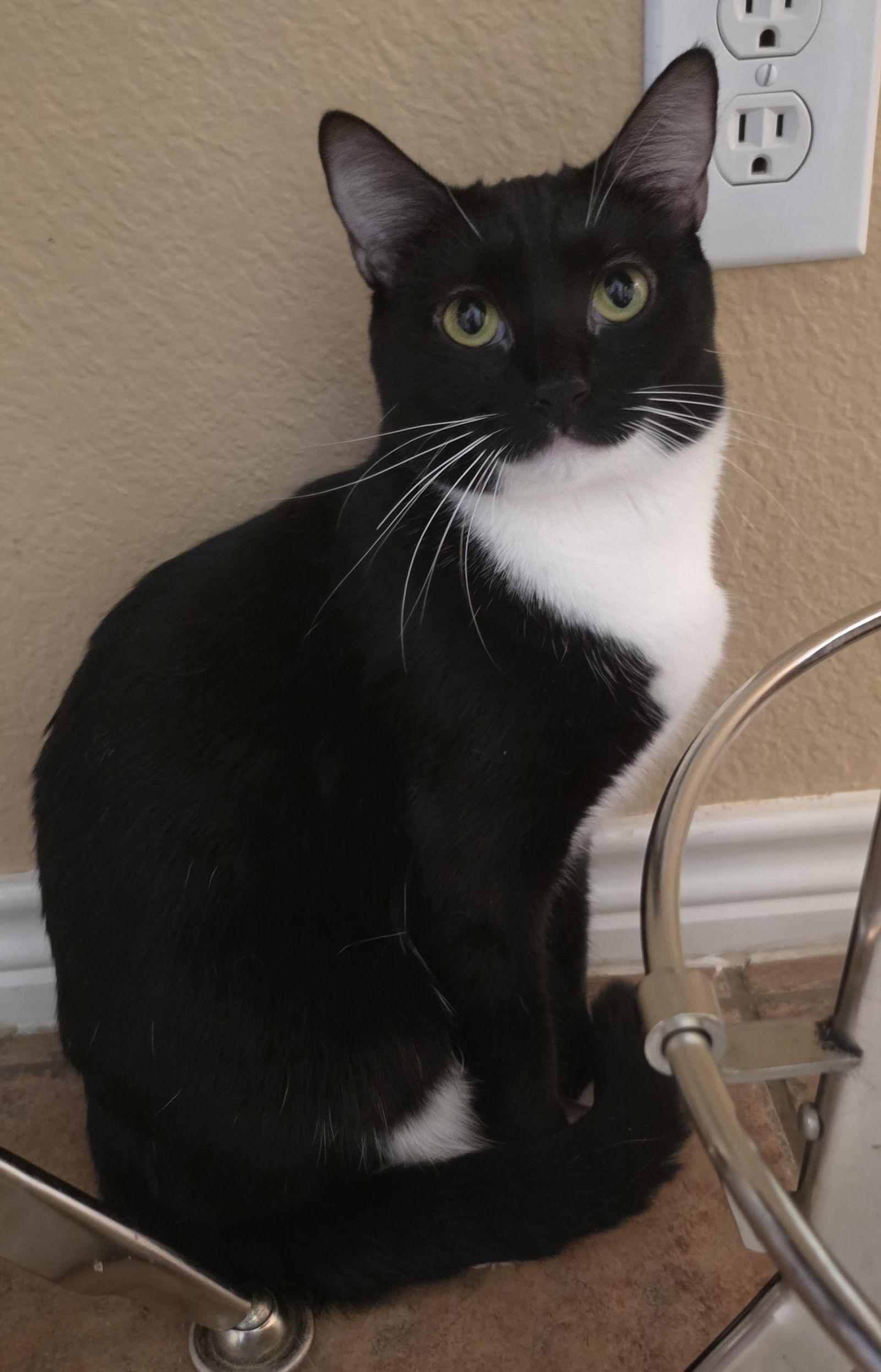 Onyx, a Adoptable Domestic Short Hair in McKinney, TX image 2/3