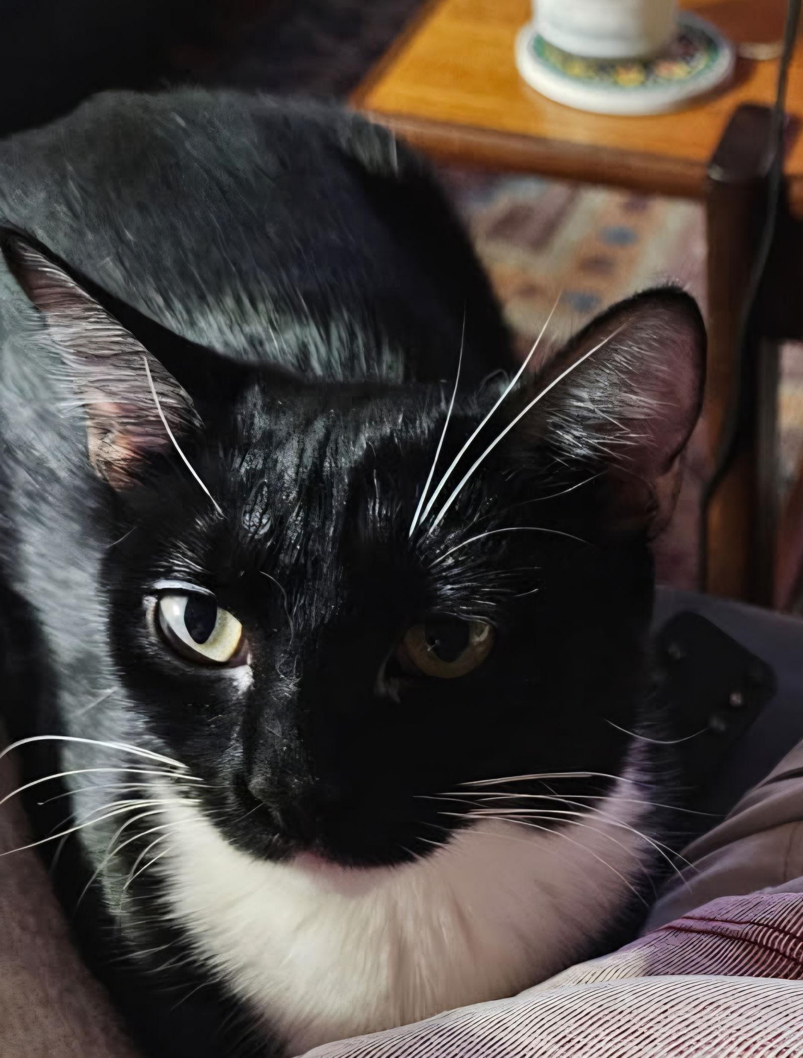 Onyx, a Adoptable Domestic Short Hair in McKinney, TX image 3/3