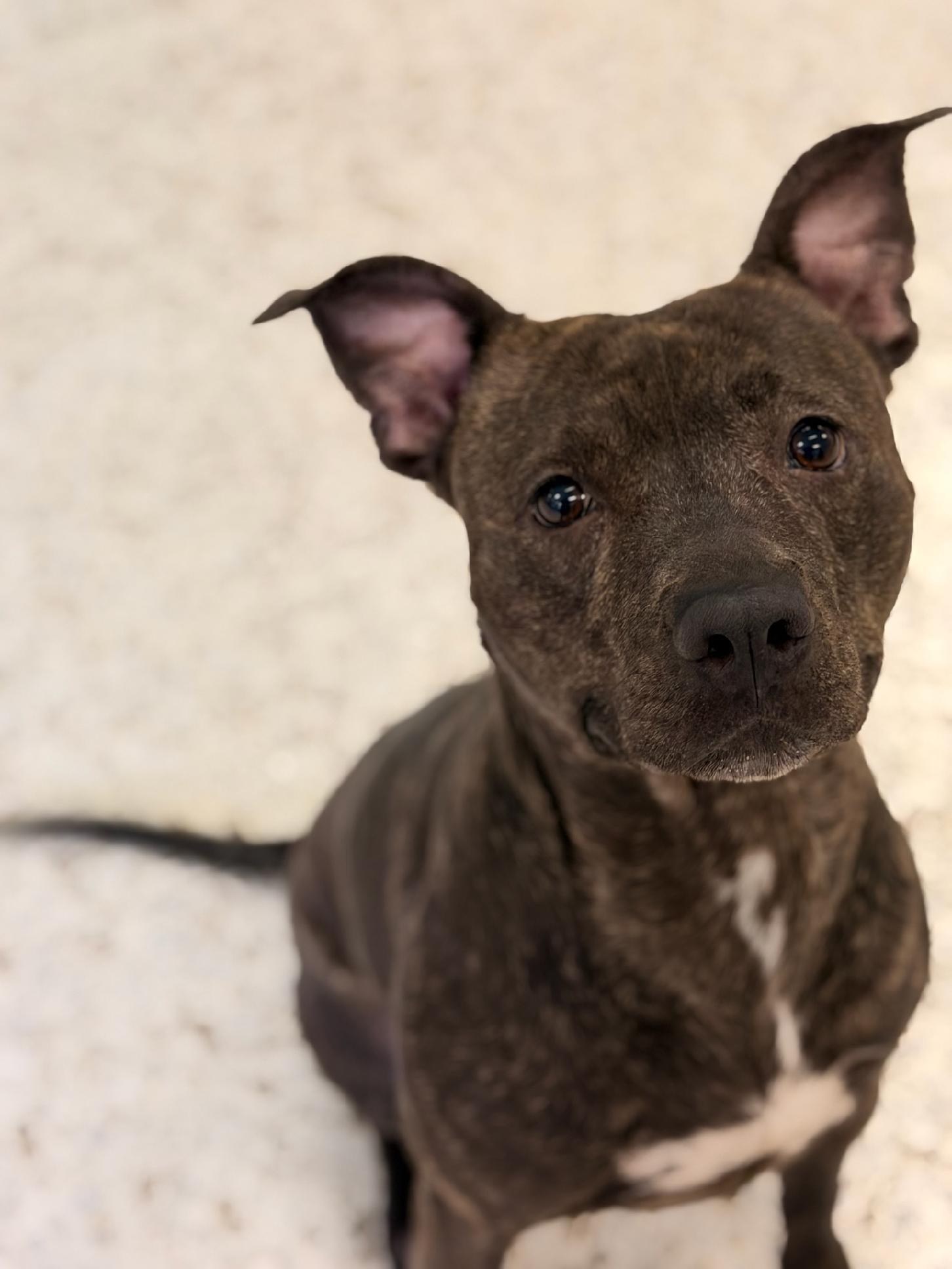 4369 Oakley, adopted, Adult Female American Staffordshire Terrier & Labrador Retriever.