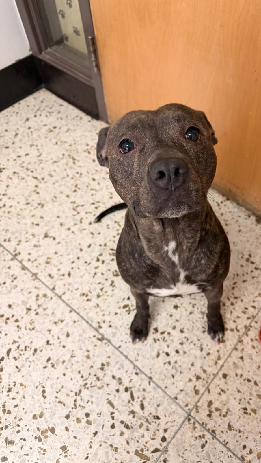 4369 Oakley, an adopted mixed breed in Phoenix, AZ image 2/2