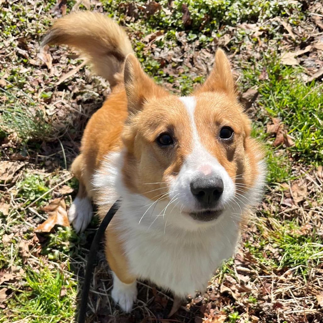 Milo, adopted, Adult Male Pembroke Welsh Corgi & Mixed Breed.