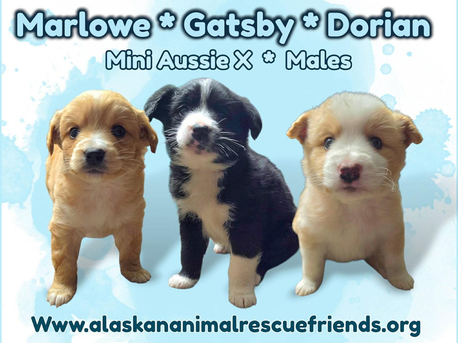 Enlarge Dorian, a Adoptable mixed breed in Anchorage, AK image 1/1
