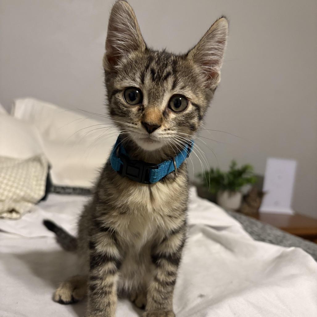 Enlarge Naomi - Adventurous & Affectionate! Good w/ Dogs & Cats!, a Adoptable Domestic Short Hair in Flagstaff, AZ image 1/6