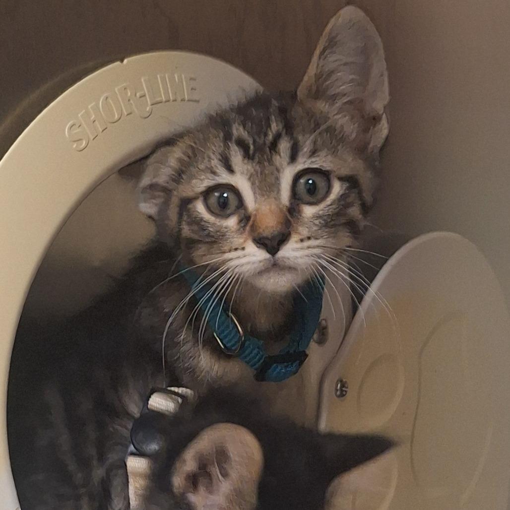 Enlarge Naomi - Adventurous & Affectionate! Good w/ Dogs & Cats!, a Adoptable Domestic Short Hair in Flagstaff, AZ image 2/6