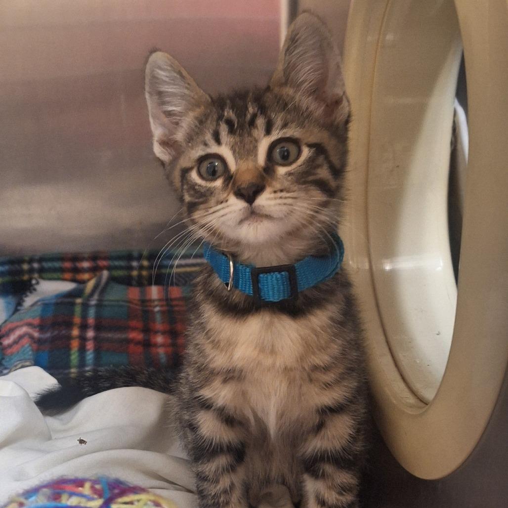 Enlarge Naomi - Adventurous & Affectionate! Good w/ Dogs & Cats!, a Adoptable Domestic Short Hair in Flagstaff, AZ image 3/6