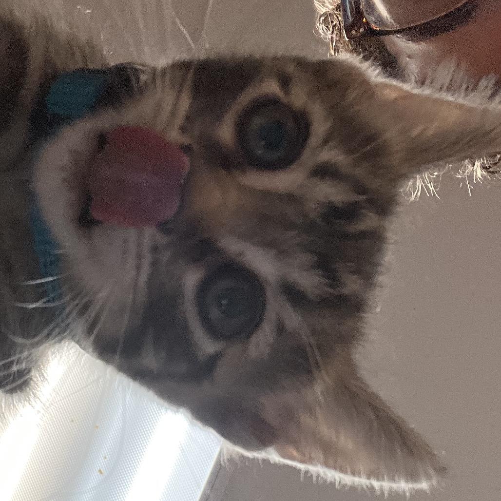 Enlarge Naomi - Adventurous & Affectionate! Good w/ Dogs & Cats!, a Adoptable Domestic Short Hair in Flagstaff, AZ image 4/6