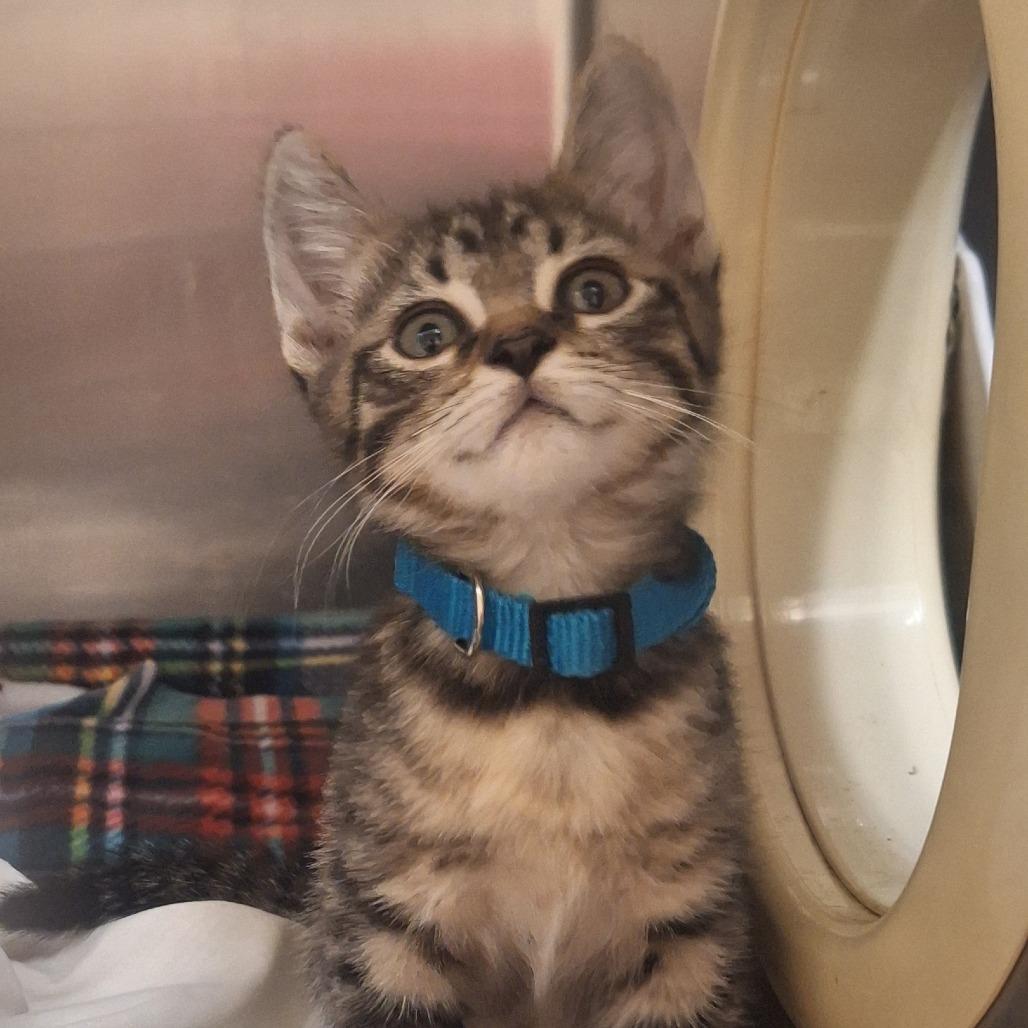 Enlarge Naomi - Adventurous & Affectionate! Good w/ Dogs & Cats!, a Adoptable Domestic Short Hair in Flagstaff, AZ image 5/6